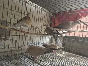 Ringneck Dove