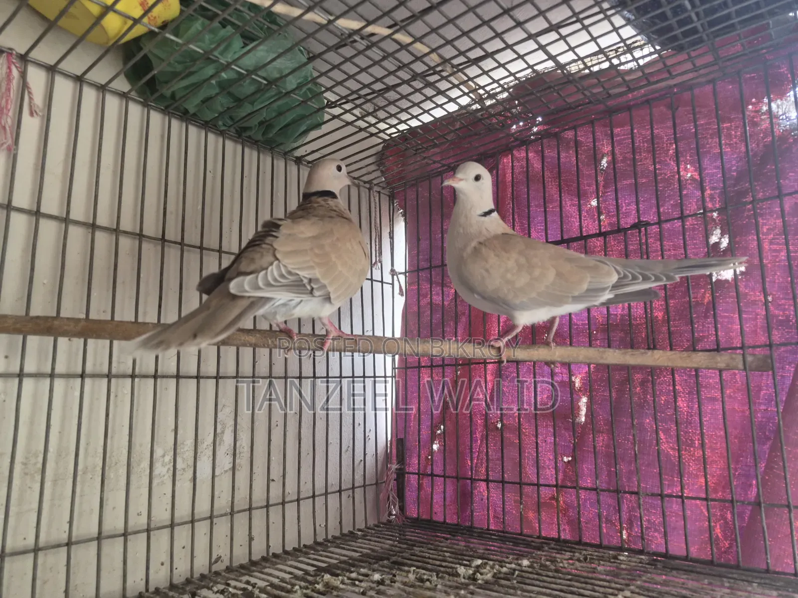 Ringneck Dove