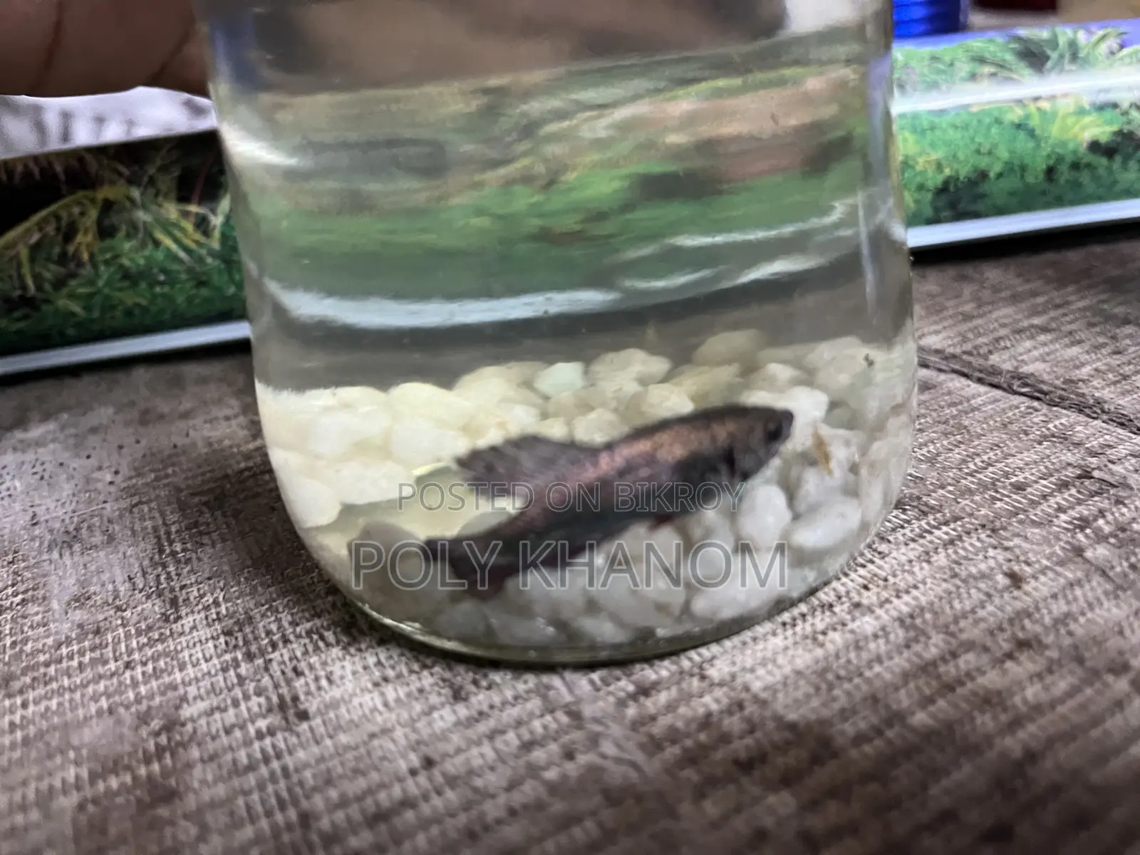 Upper Moon Betta Fish