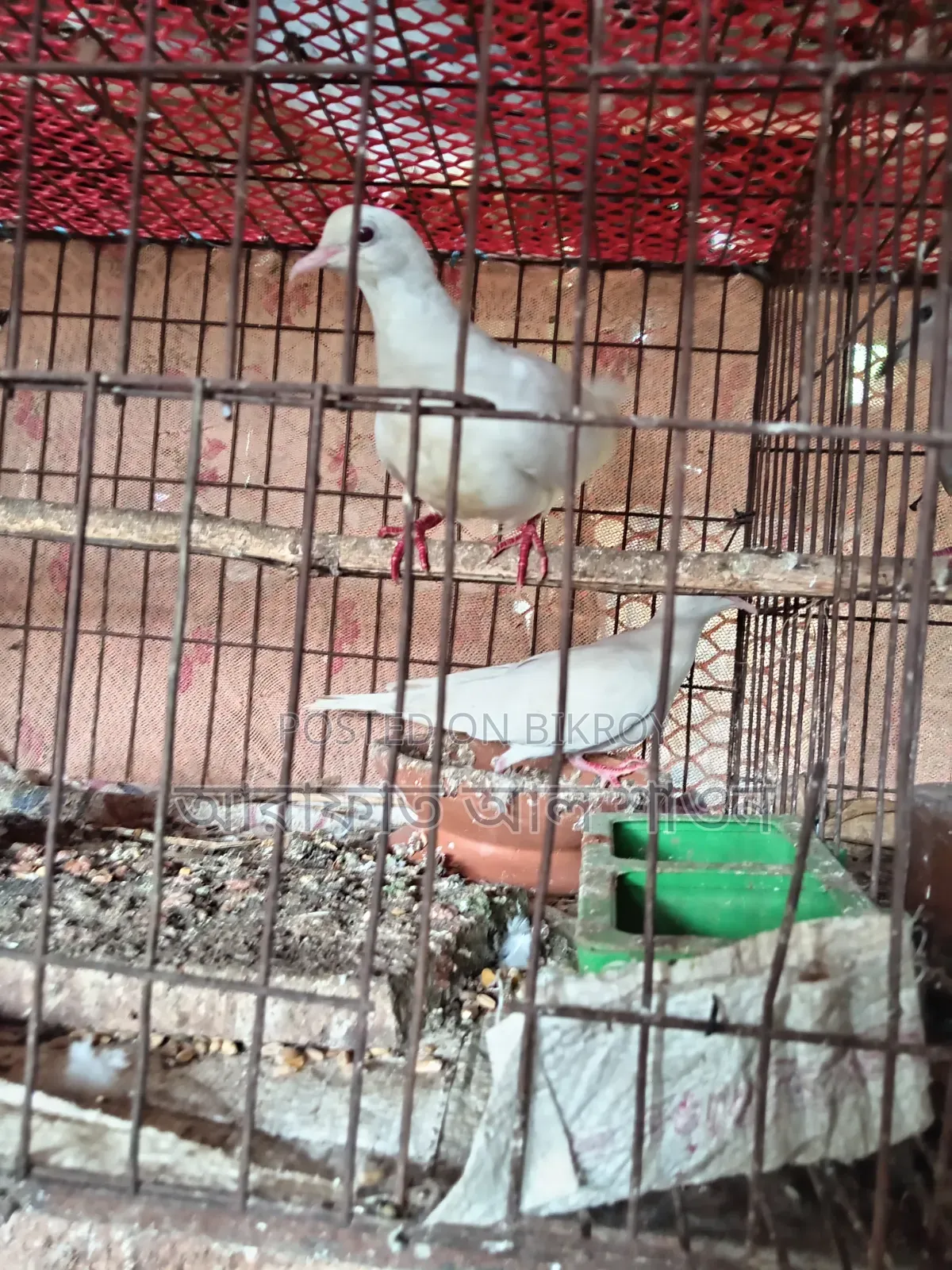 Some running dove birds for sale