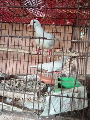Some running dove birds for sale