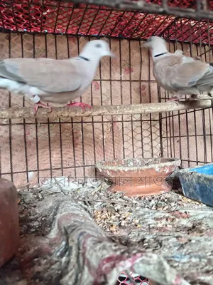 Some running dove birds for sale