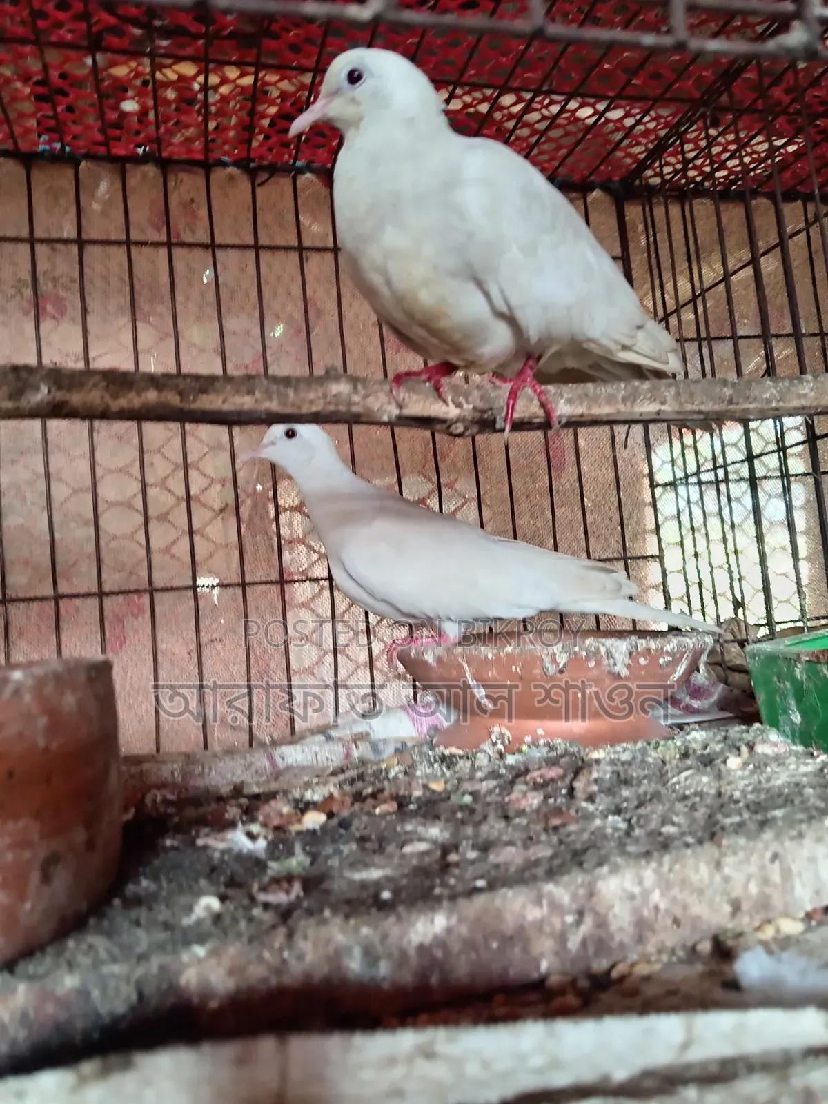 Some running dove birds for sale