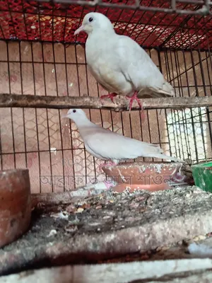 Some running dove birds for sale