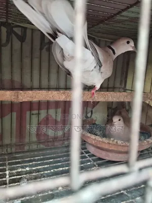 Some running dove birds for sale
