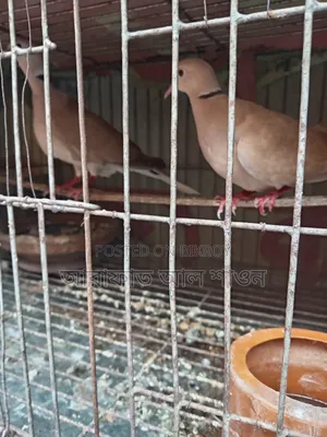 Some running dove birds for sale