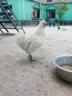Silkie Chicken for Sale