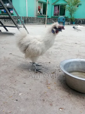 Silkie Chicken for Sale