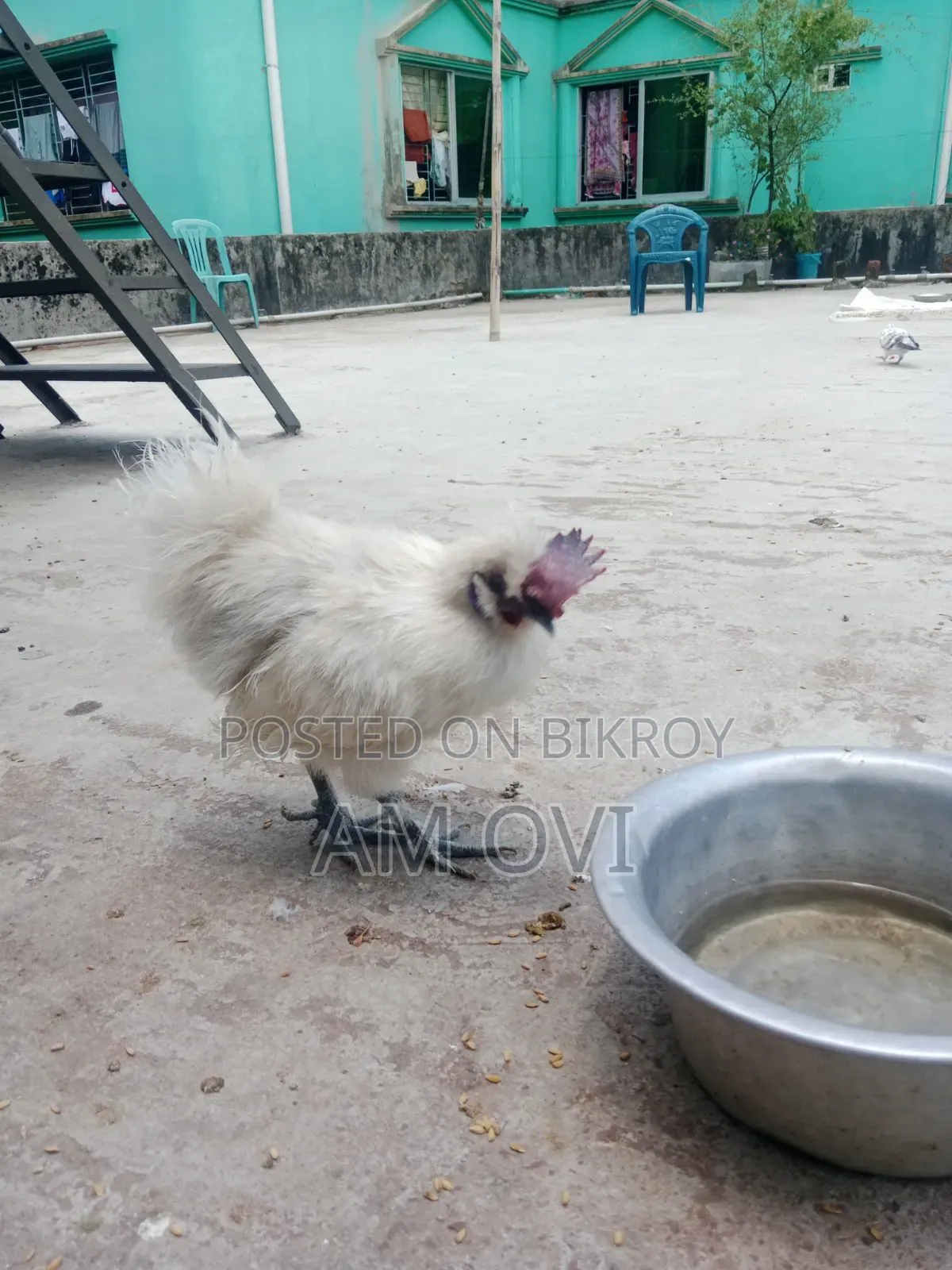 Silkie Chicken for Sale