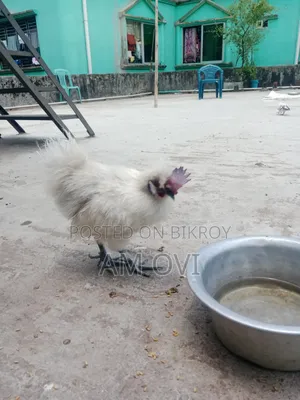 Silkie Chicken for Sale