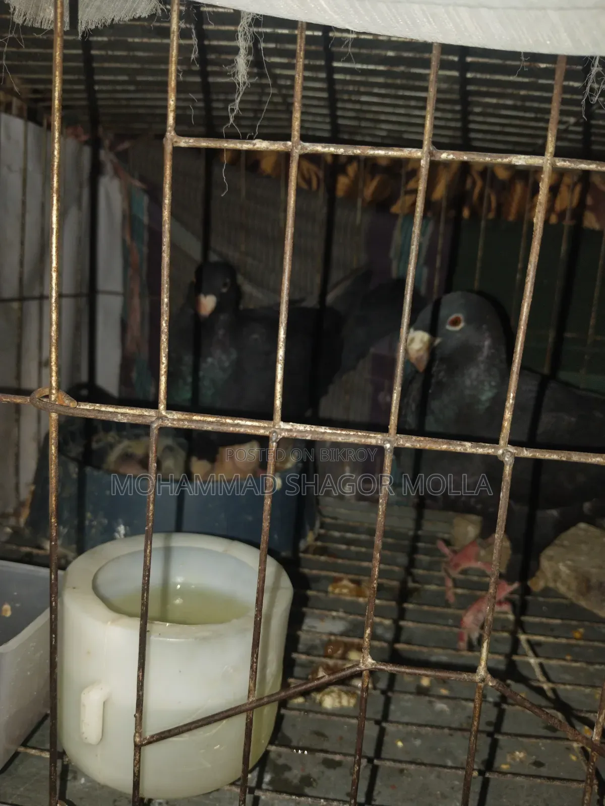 Beauty with Chicks