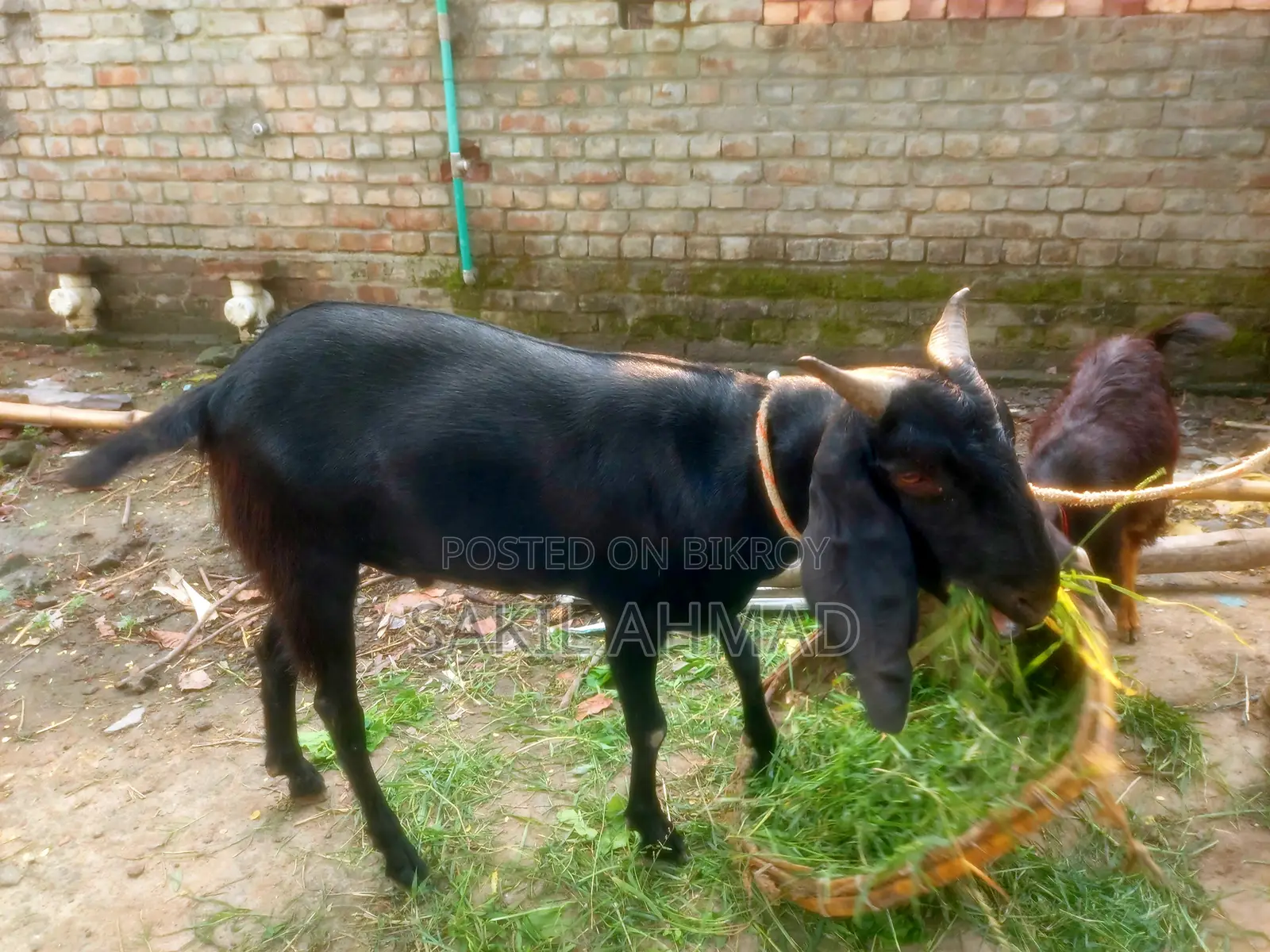 Pet Goat