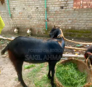 Pet Goat