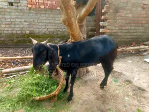 Pet Goat
