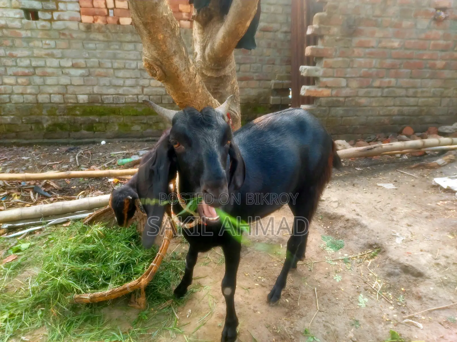 Pet Goat