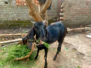 Pet Goat