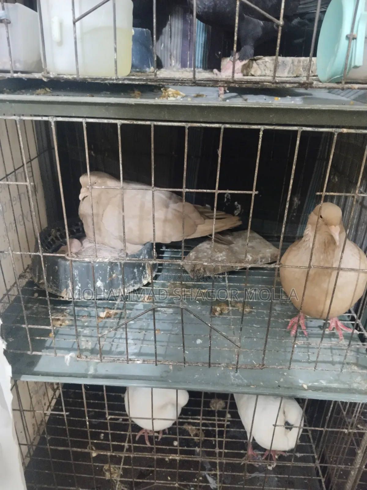 Rain Pigeon with Chicks