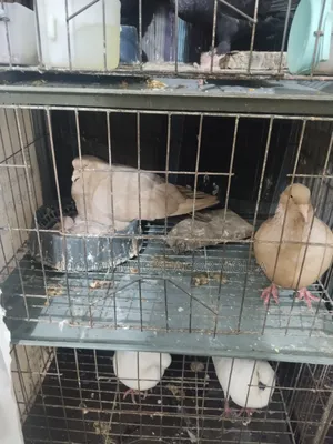 Rain Pigeon with Chicks
