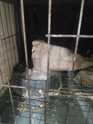 Rain Pigeon with Chicks