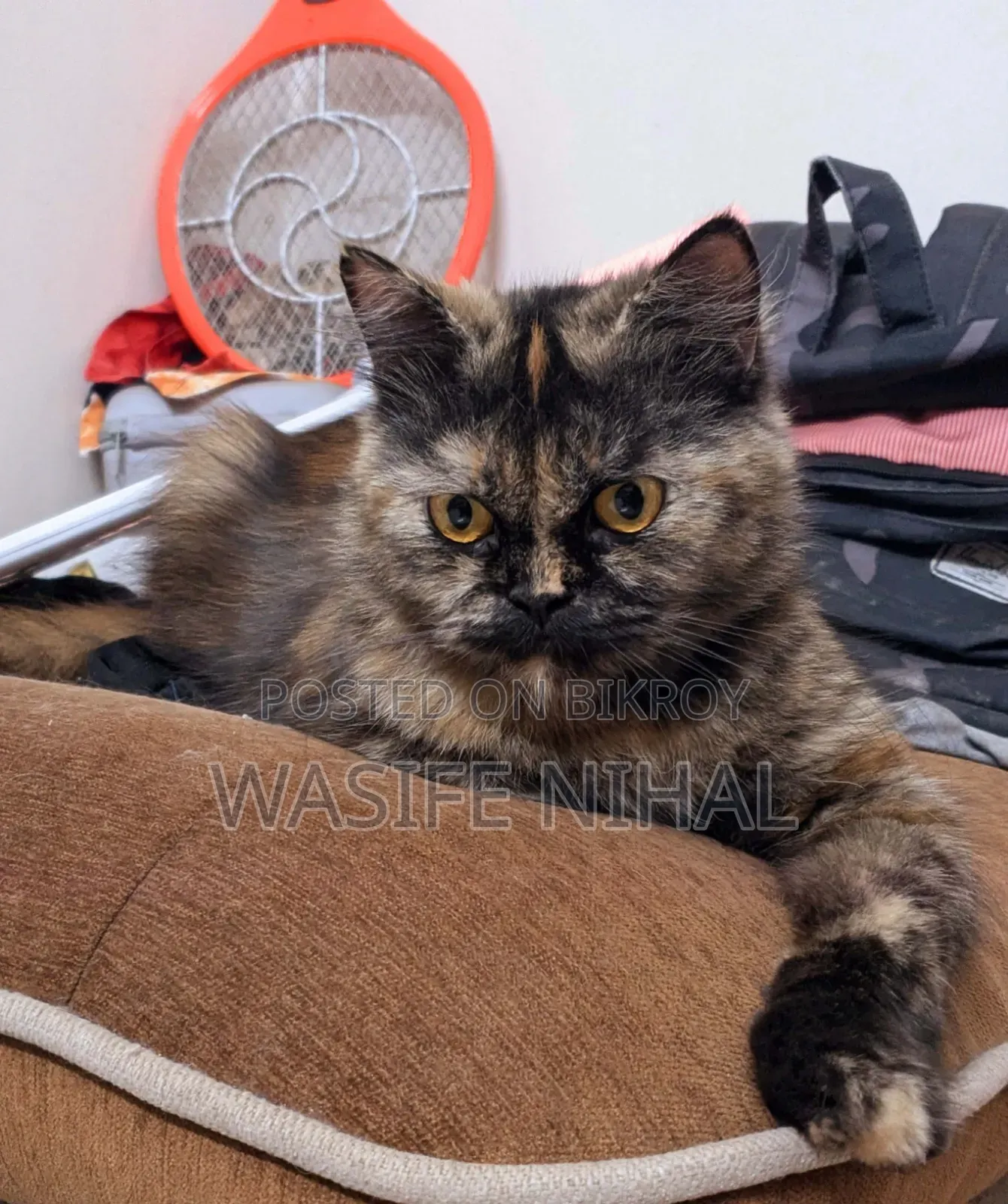 1+ Year Female Purebred Persian