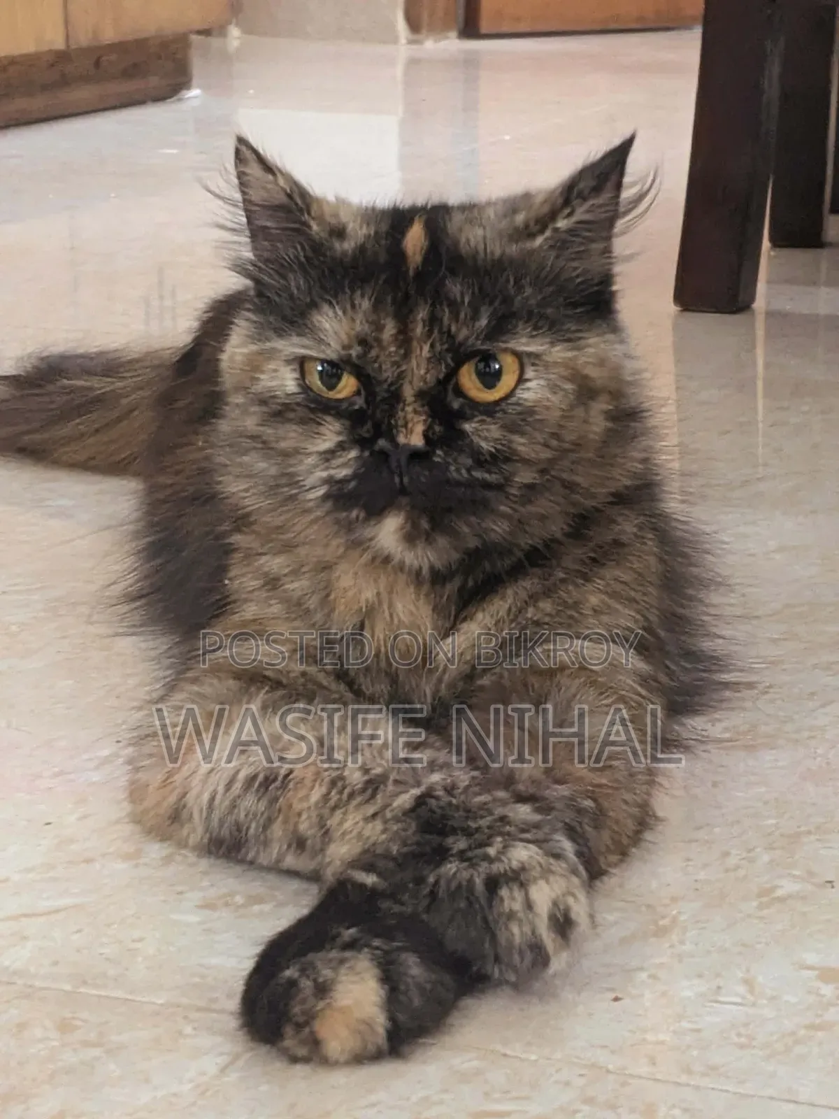 1+ Year Female Purebred Persian