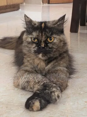 1+ Year Female Purebred Persian