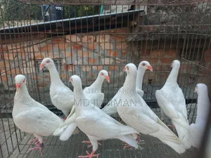 White Danish