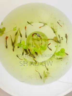 Guppy Fish Available