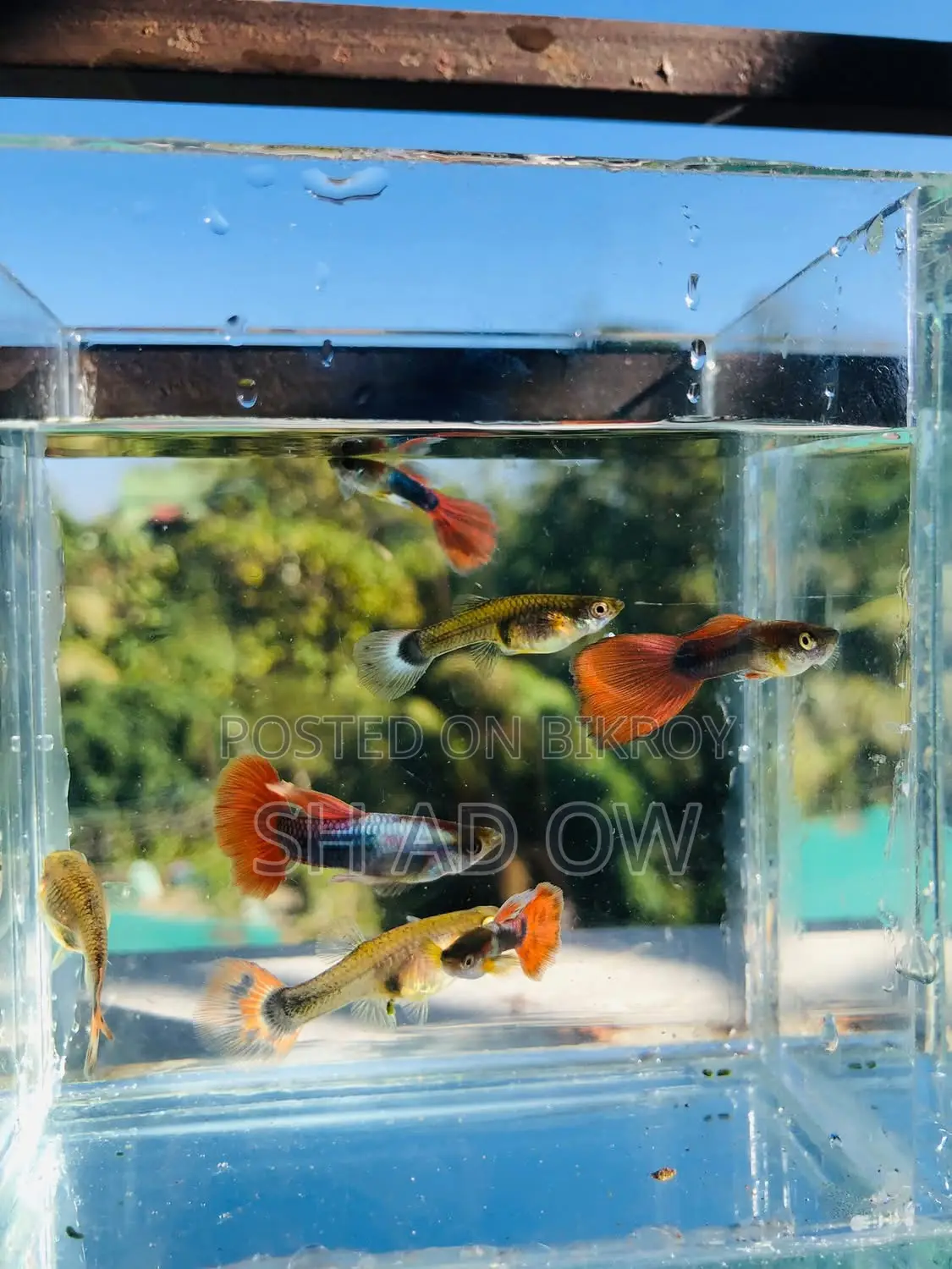 Guppy Fish Available