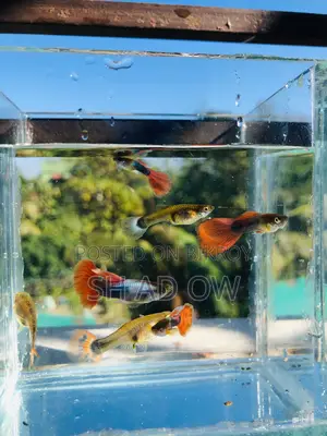 Guppy Fish Available