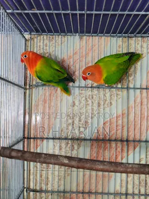 Green Oppaline Lovebird