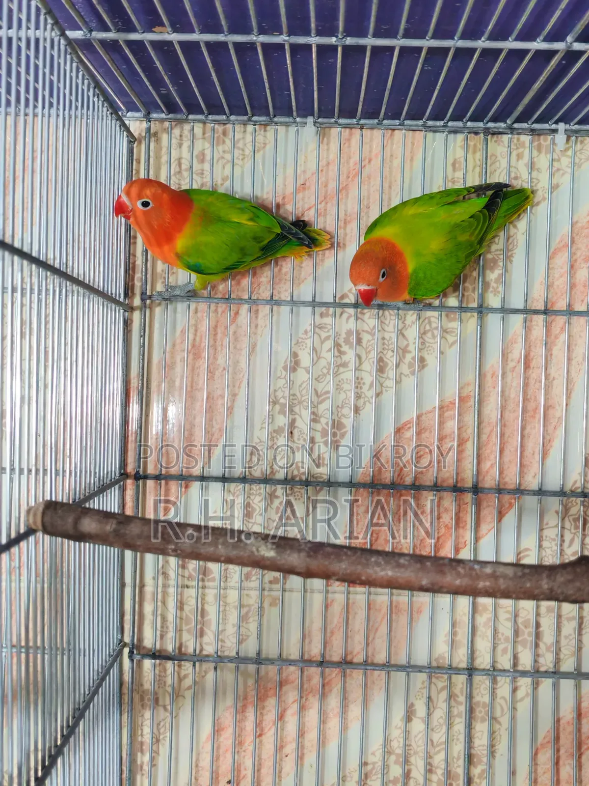 সবুজ ওপ্যালিন লাভবার্ড