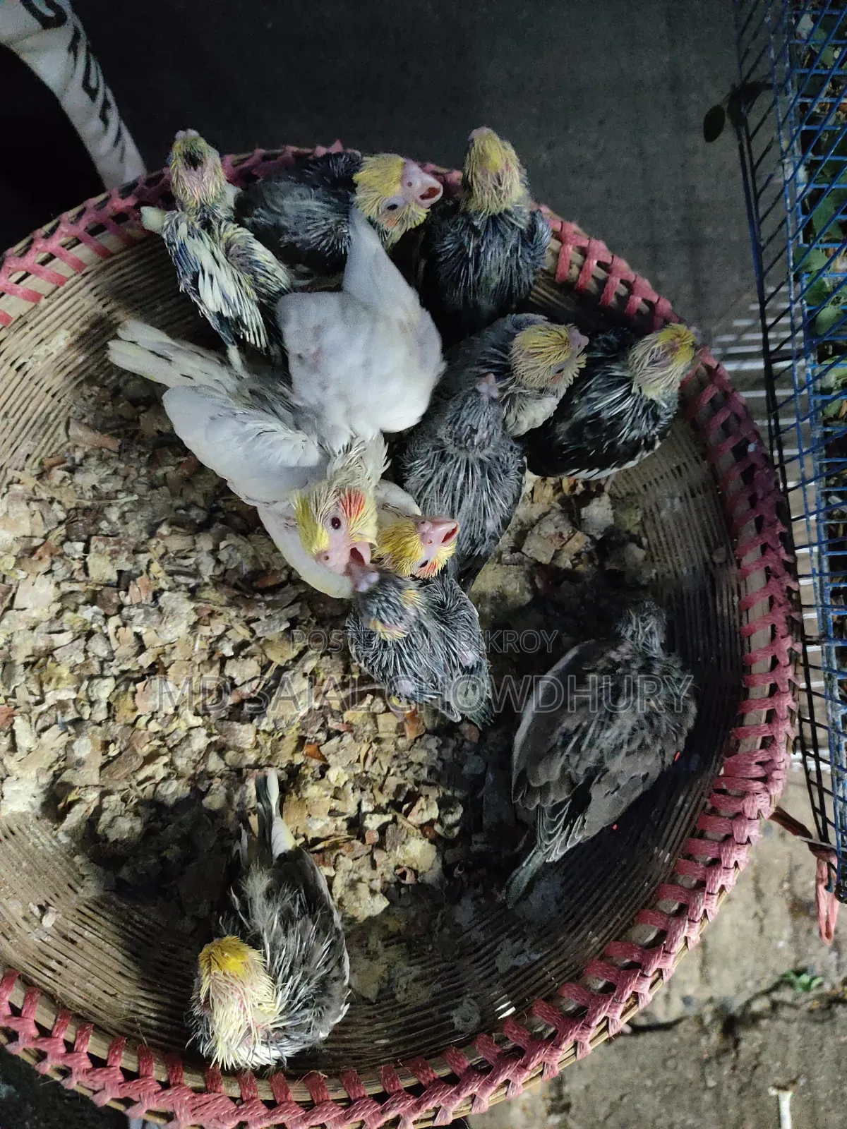 Lutino, Yellow Face Pied & Whiteface Cockatiel Chicks for Sale - Mirpur
