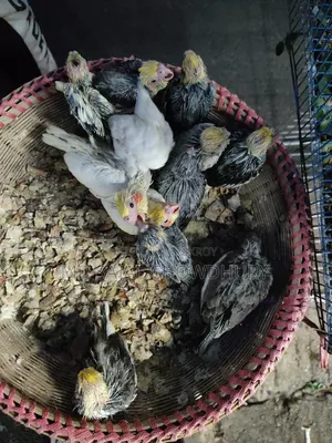 Lutino, Yellow Face Pied ও Whiteface ককাটেল বাচ্চা সেল মিরপুর