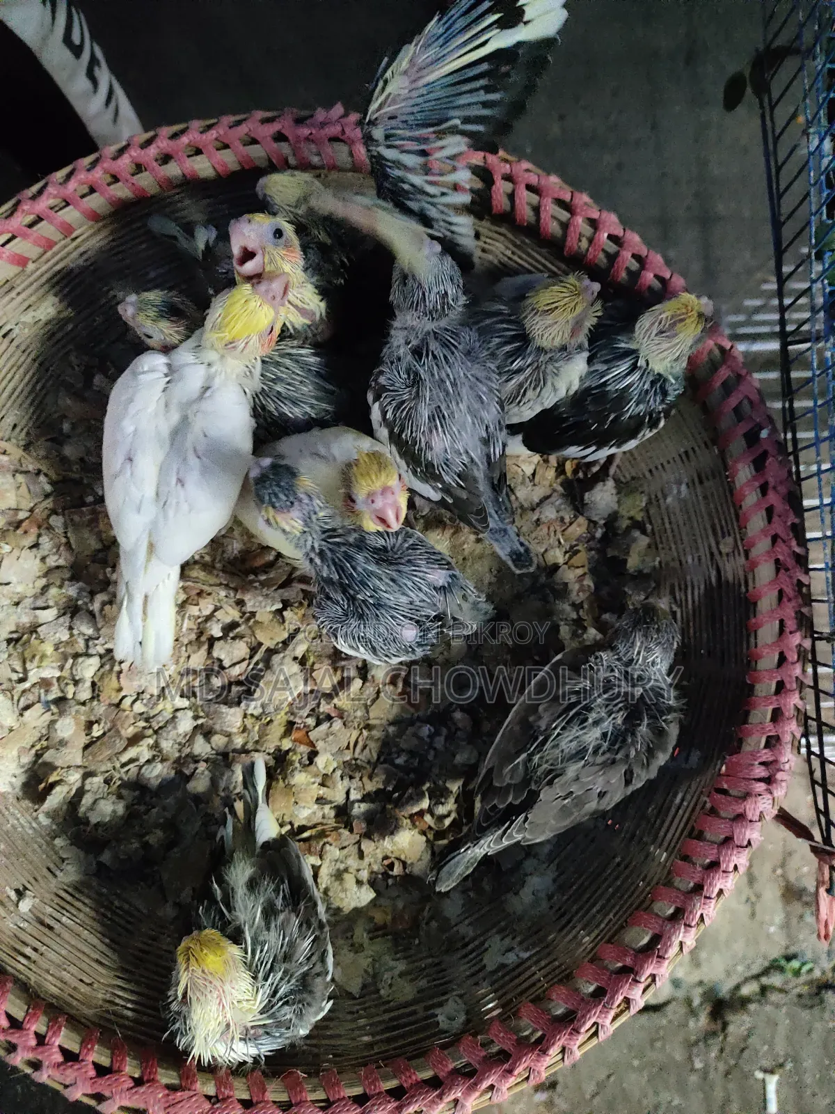 Lutino, Yellow Face Pied & Whiteface Cockatiel Chicks for Sale - Mirpur