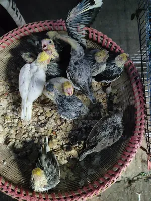 Lutino, Yellow Face Pied & Whiteface Cockatiel Chicks for Sale - Mirpur