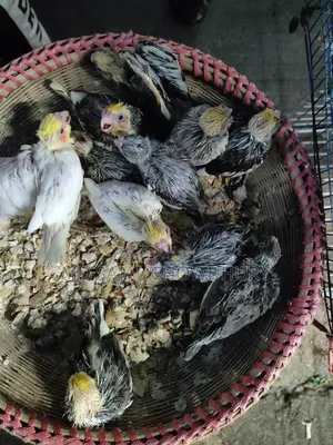 Lutino, Yellow Face Pied & Whiteface Cockatiel Chicks for Sale - Mirpur