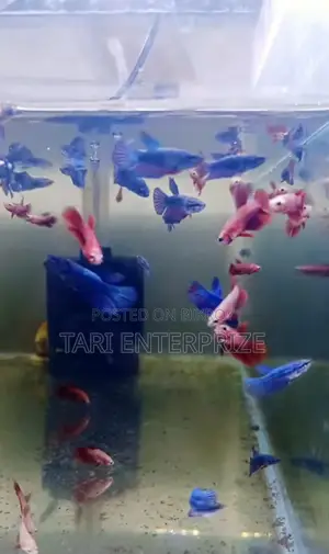 Betta Fighter Fish for Sale