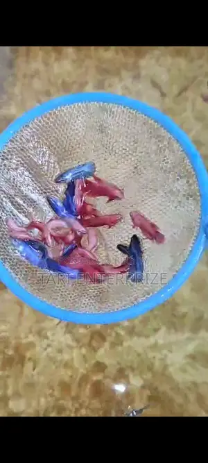 Betta Fighter Fish for Sale
