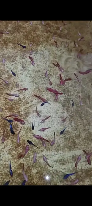Betta Fighter Fish for Sale