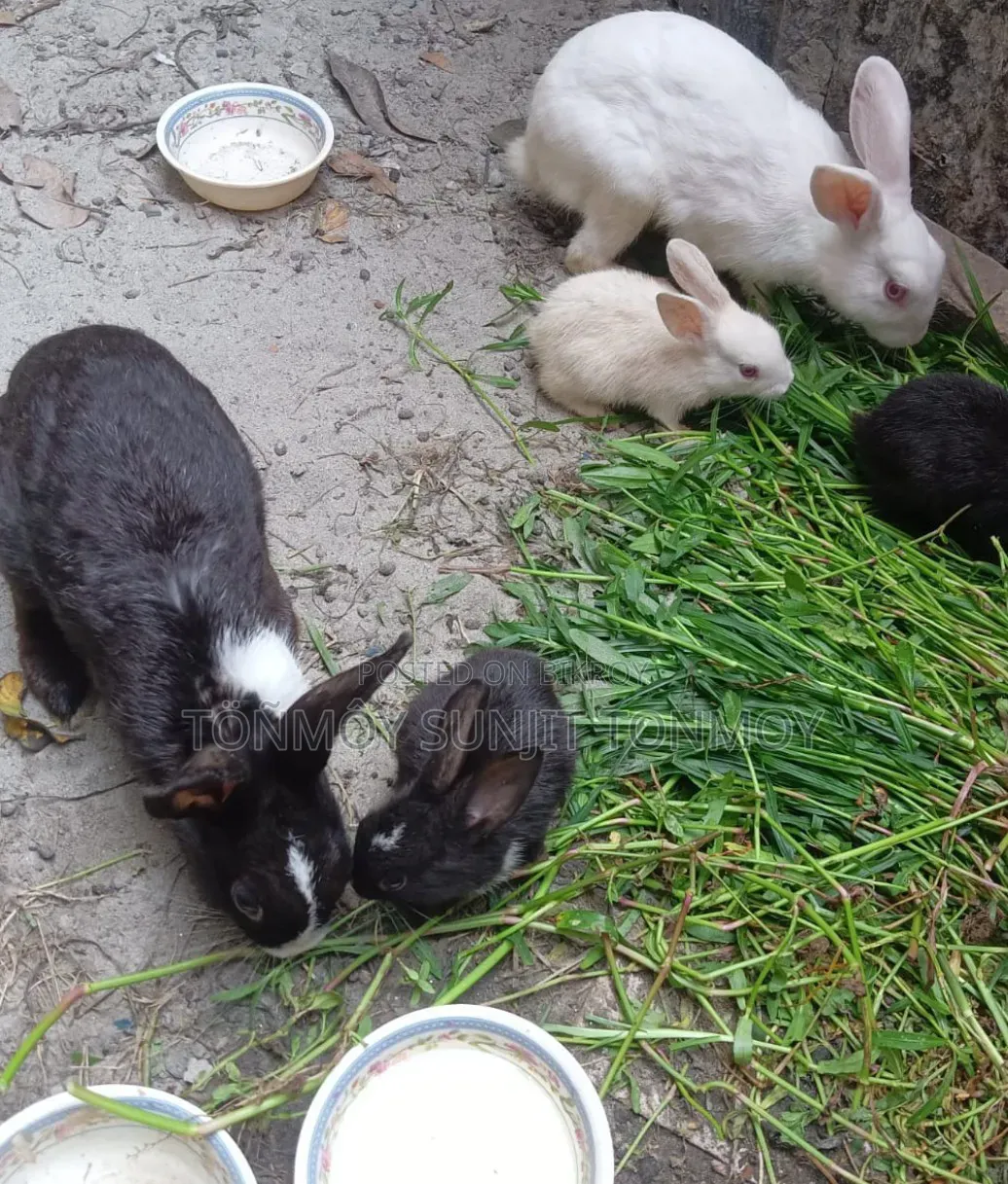 Selling My Beloved Rabbits