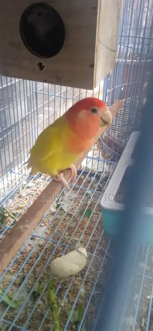 Lovebird Running Pair