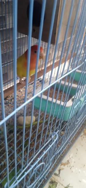 Lovebird Running Pair