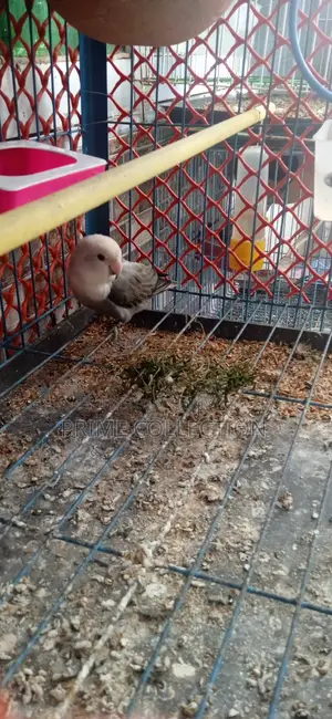 Lovebird Running Pair