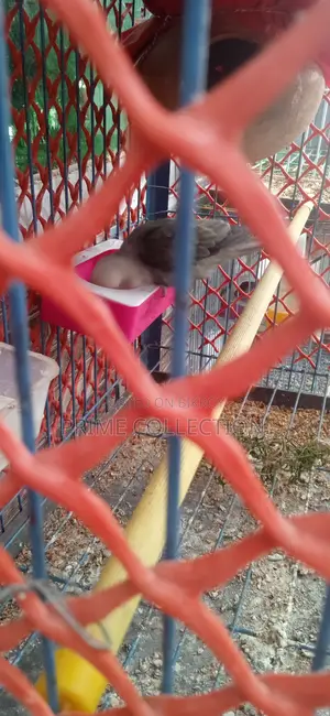 Lovebird Running Pair