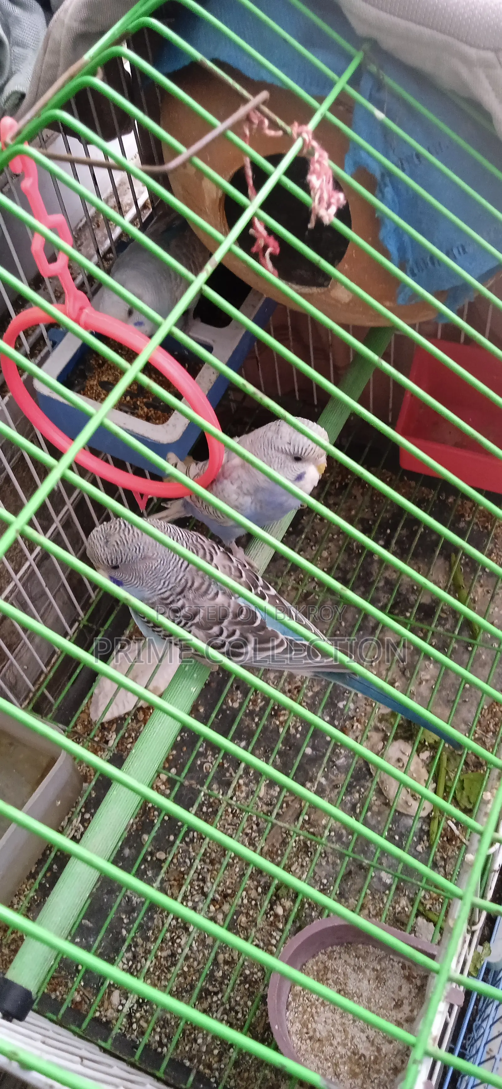 বাজরিগার রানিং ফিমেল