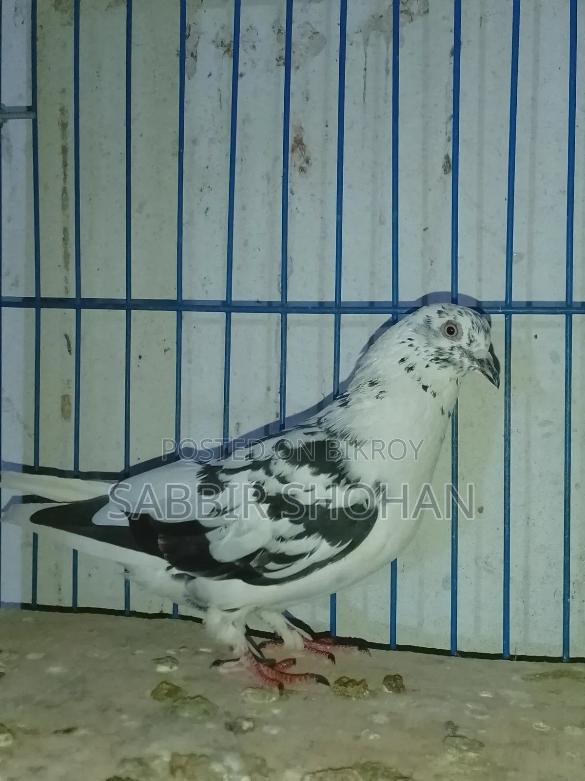 Giribaj Male Pigeon