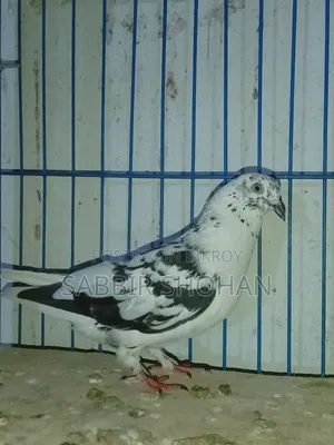 Giribaj Male Pigeon