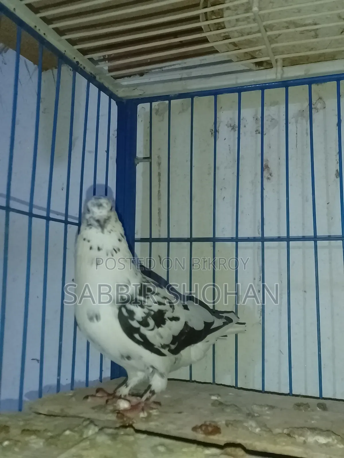 Giribaj Male Pigeon