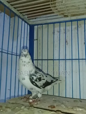 Giribaj Male Pigeon
